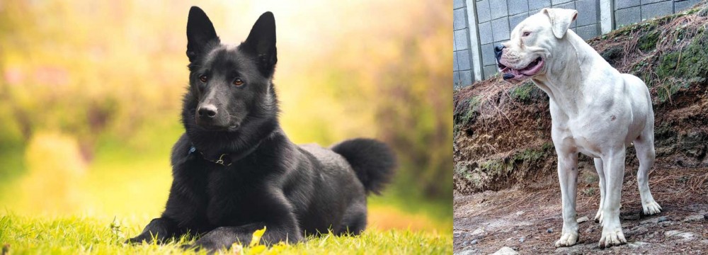 Dogo Guatemalteco vs Black Norwegian Elkhound - Breed Comparison