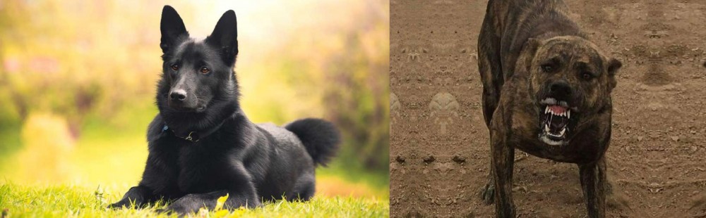 Dogo Sardesco vs Black Norwegian Elkhound - Breed Comparison