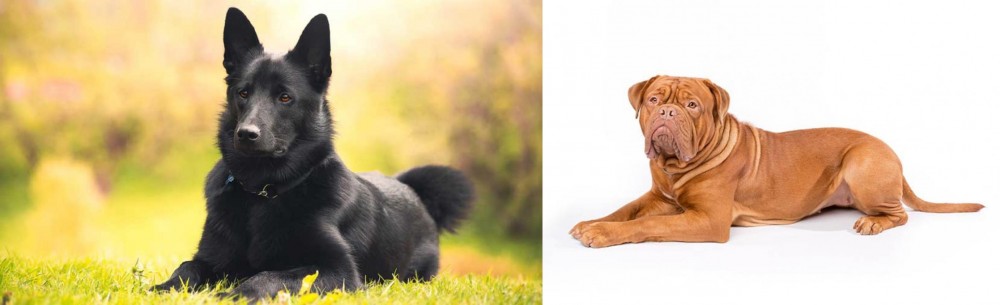 Dogue De Bordeaux vs Black Norwegian Elkhound - Breed Comparison