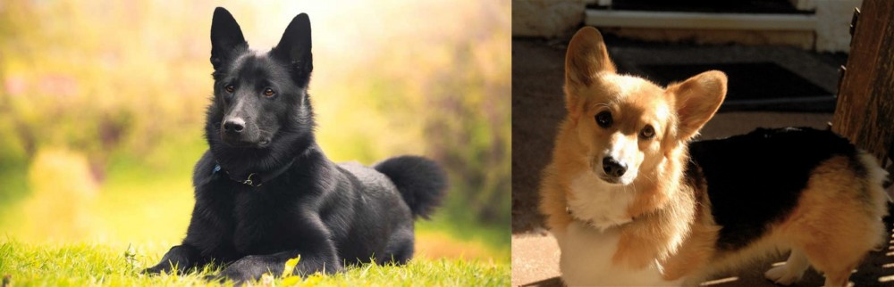 Dorgi vs Black Norwegian Elkhound - Breed Comparison