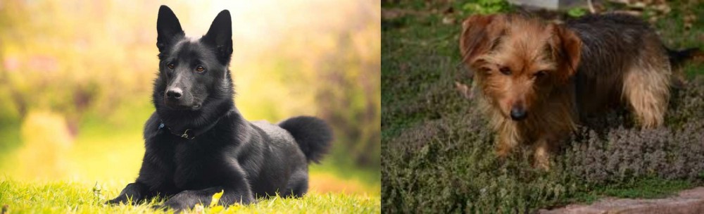 Dorkie vs Black Norwegian Elkhound - Breed Comparison
