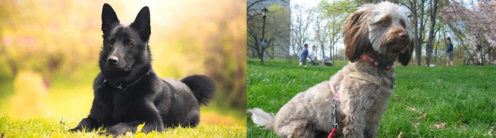 Doxiepoo vs Black Norwegian Elkhound - Breed Comparison