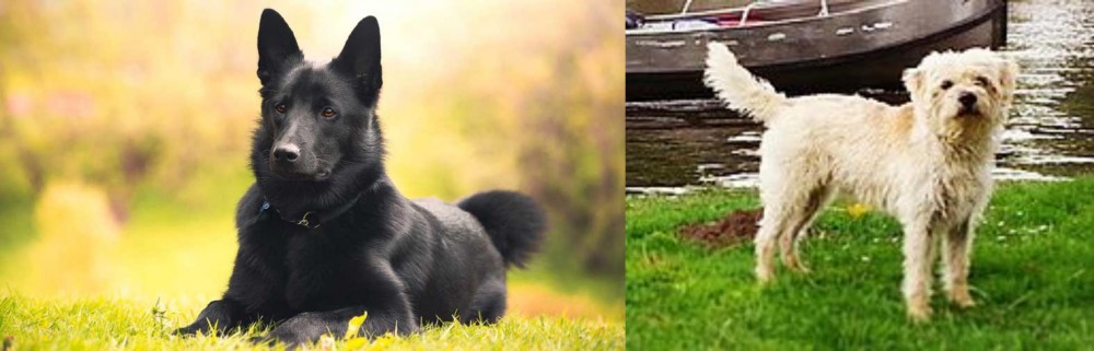 Dutch Smoushond vs Black Norwegian Elkhound - Breed Comparison