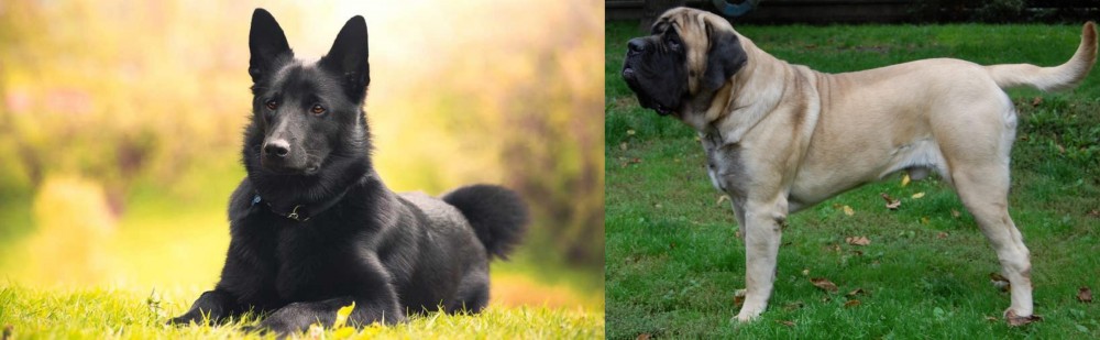 English Mastiff vs Black Norwegian Elkhound - Breed Comparison