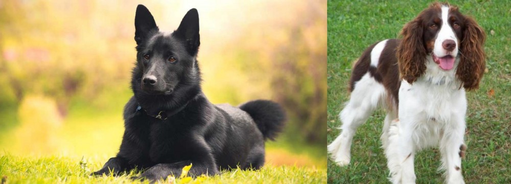 English Springer Spaniel vs Black Norwegian Elkhound - Breed Comparison