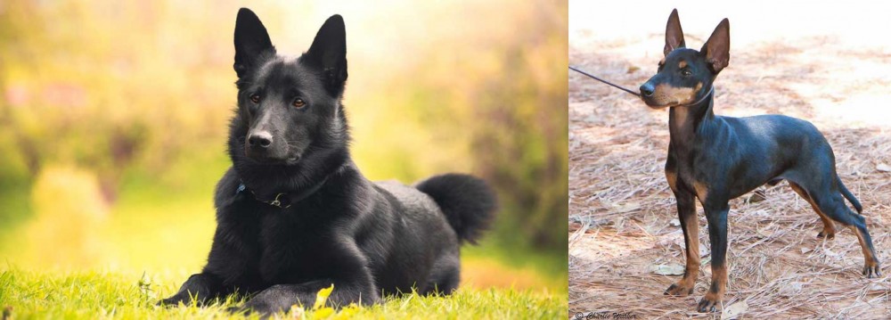 English Toy Terrier (Black & Tan) vs Black Norwegian Elkhound - Breed Comparison