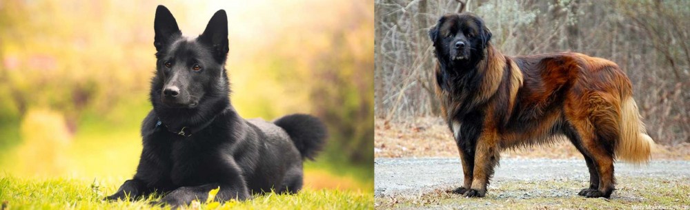 Estrela Mountain Dog vs Black Norwegian Elkhound - Breed Comparison