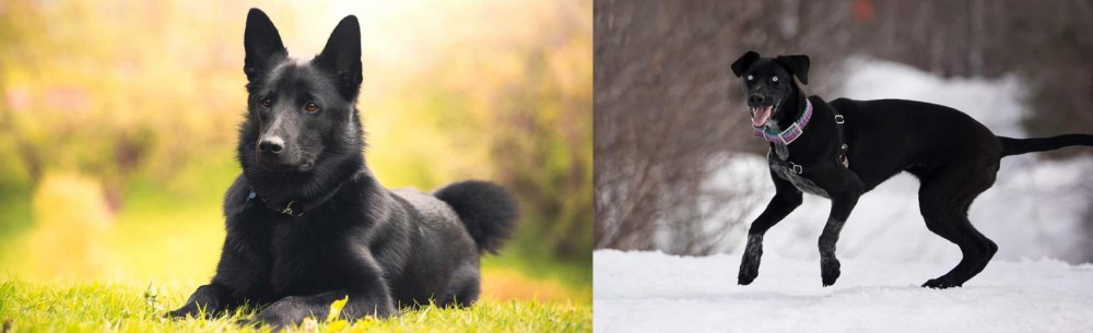 Eurohound vs Black Norwegian Elkhound - Breed Comparison