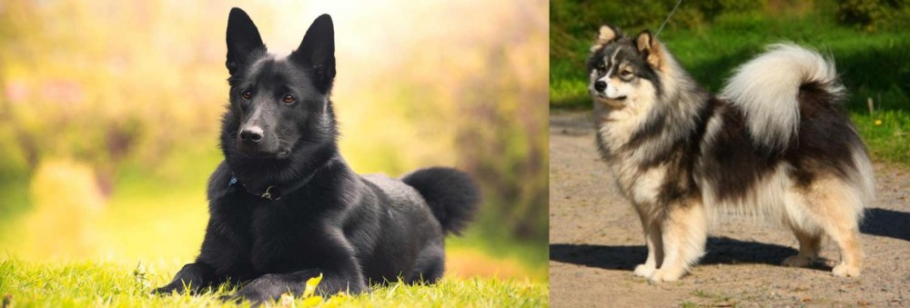 Finnish Lapphund vs Black Norwegian Elkhound - Breed Comparison