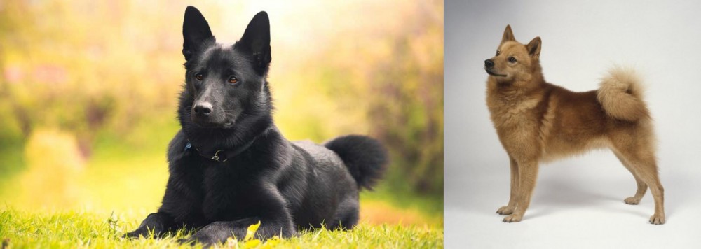 Finnish Spitz vs Black Norwegian Elkhound - Breed Comparison