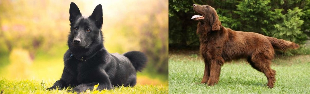 Flat-Coated Retriever vs Black Norwegian Elkhound - Breed Comparison