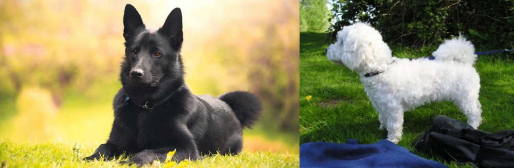 Franzuskaya Bolonka vs Black Norwegian Elkhound - Breed Comparison