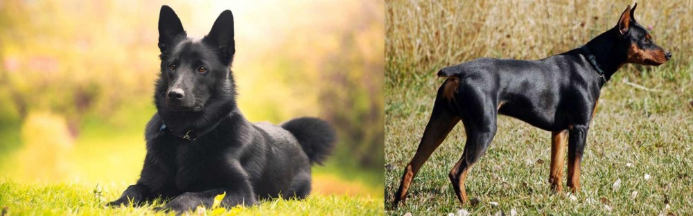 German Pinscher vs Black Norwegian Elkhound - Breed Comparison