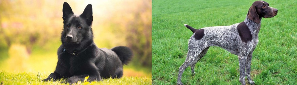 German Shorthaired Pointer vs Black Norwegian Elkhound - Breed Comparison