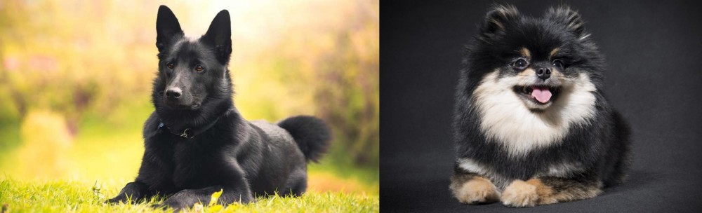 German Spitz (Klein) vs Black Norwegian Elkhound - Breed Comparison