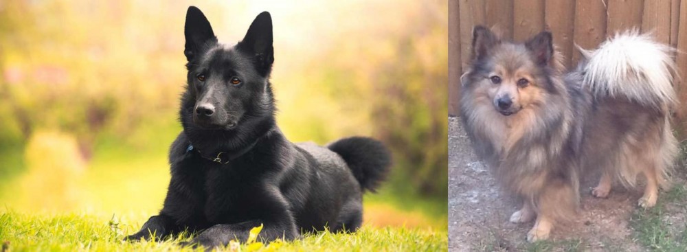 German Spitz (Mittel) vs Black Norwegian Elkhound - Breed Comparison