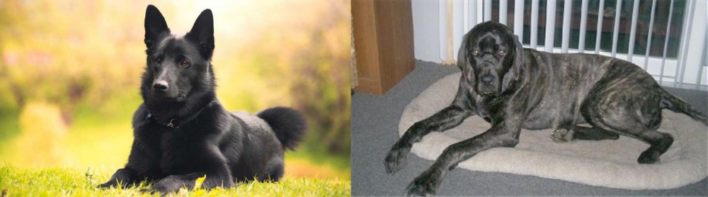 Giant Maso Mastiff vs Black Norwegian Elkhound - Breed Comparison