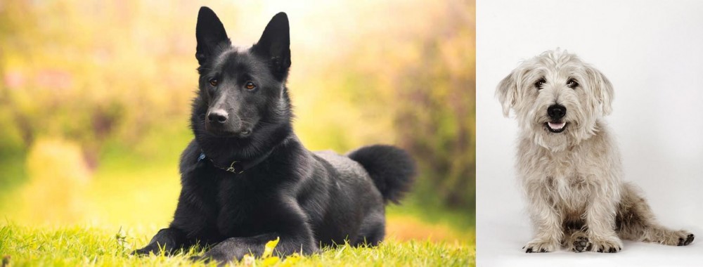 Glen of Imaal Terrier vs Black Norwegian Elkhound - Breed Comparison