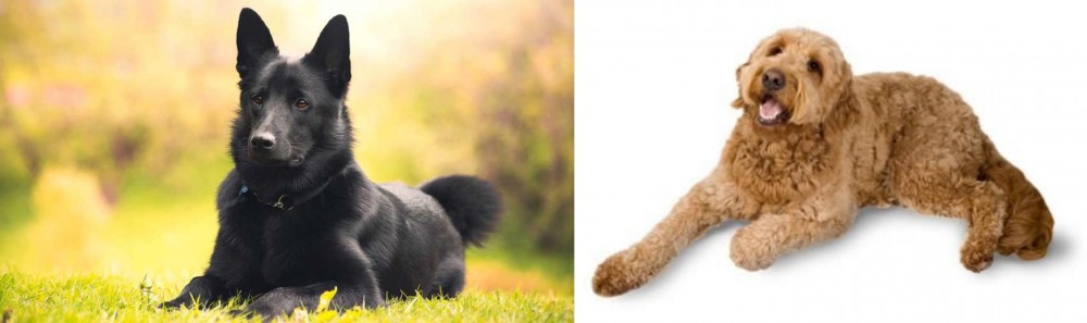 Golden Doodle vs Black Norwegian Elkhound - Breed Comparison