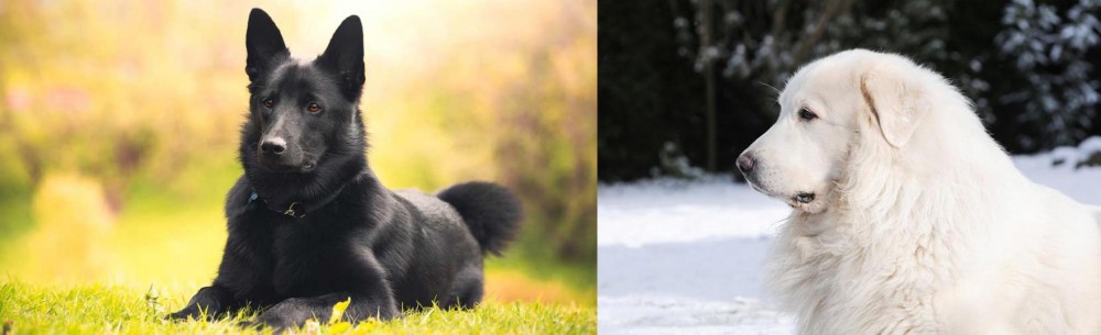 Great Pyrenees vs Black Norwegian Elkhound - Breed Comparison