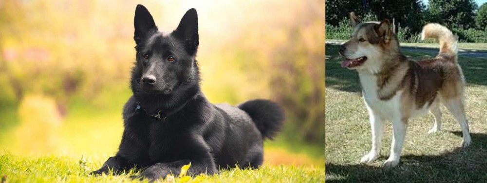 Greenland Dog vs Black Norwegian Elkhound - Breed Comparison