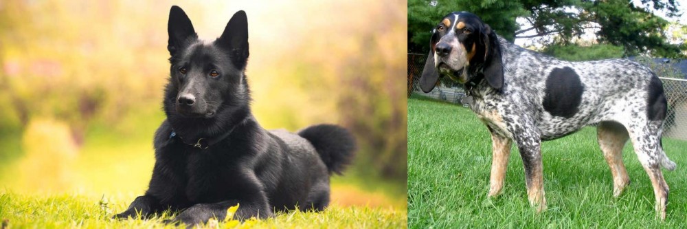Griffon Bleu de Gascogne vs Black Norwegian Elkhound - Breed Comparison