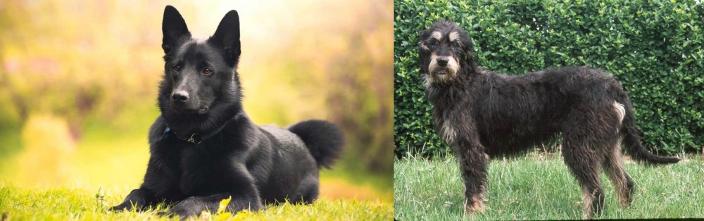 Griffon Nivernais vs Black Norwegian Elkhound - Breed Comparison
