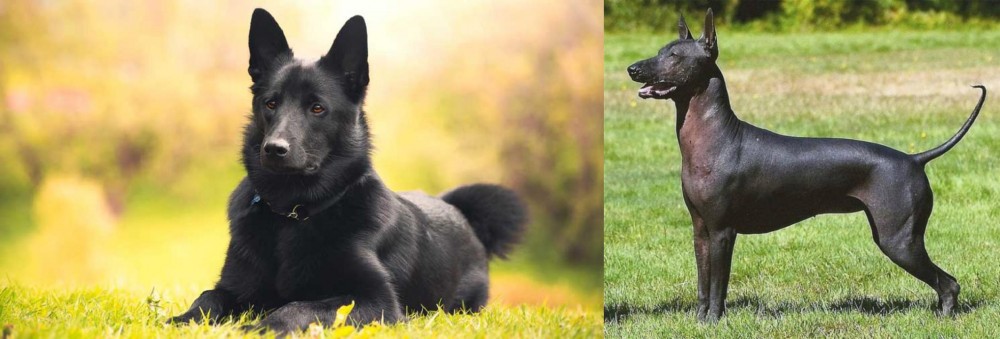 Hairless Khala vs Black Norwegian Elkhound - Breed Comparison