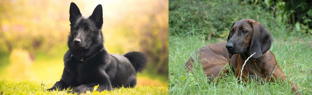Hanover Hound vs Black Norwegian Elkhound - Breed Comparison