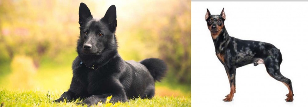 Harlequin Pinscher vs Black Norwegian Elkhound - Breed Comparison