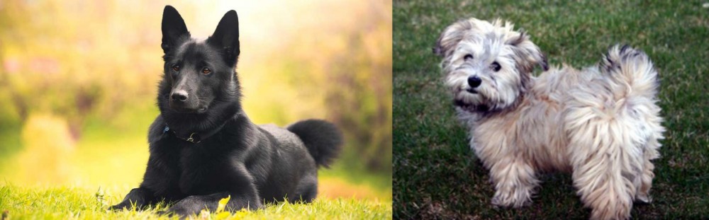 Havapoo vs Black Norwegian Elkhound - Breed Comparison