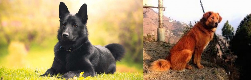 Himalayan Sheepdog vs Black Norwegian Elkhound - Breed Comparison