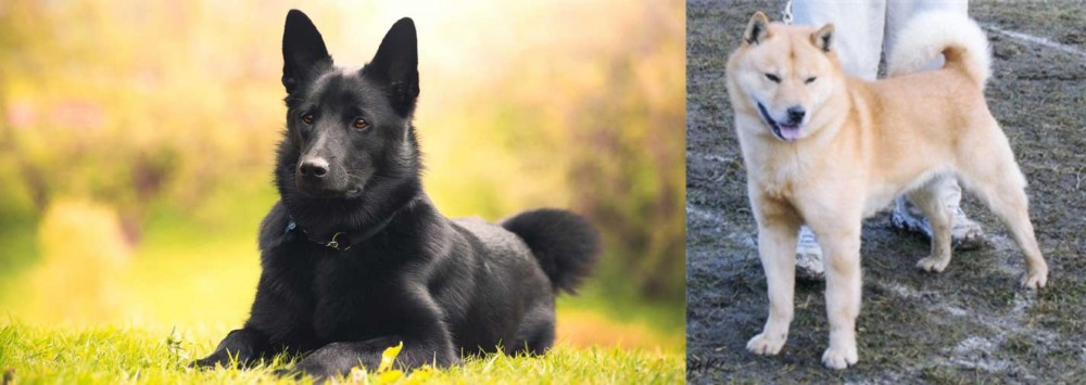 Hokkaido vs Black Norwegian Elkhound - Breed Comparison