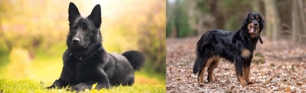 Hovawart vs Black Norwegian Elkhound - Breed Comparison