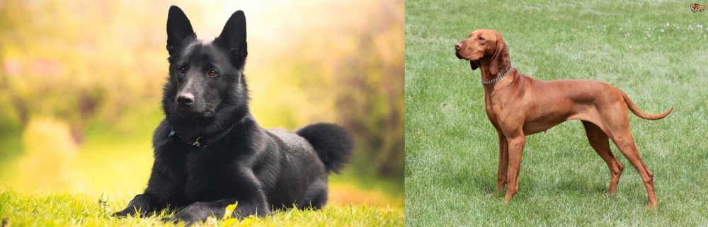 Hungarian Vizsla vs Black Norwegian Elkhound - Breed Comparison