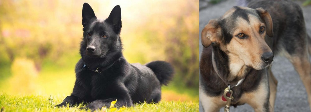 Huntaway vs Black Norwegian Elkhound - Breed Comparison
