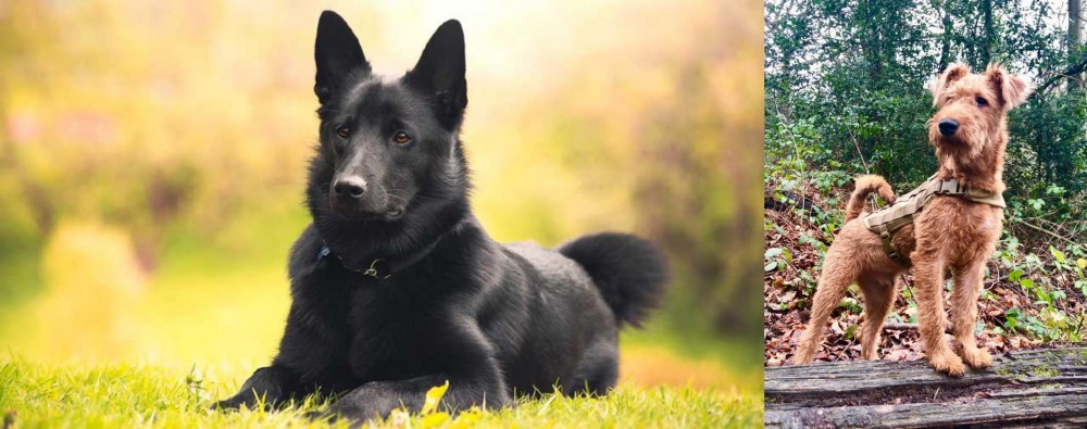 Irish Terrier vs Black Norwegian Elkhound - Breed Comparison