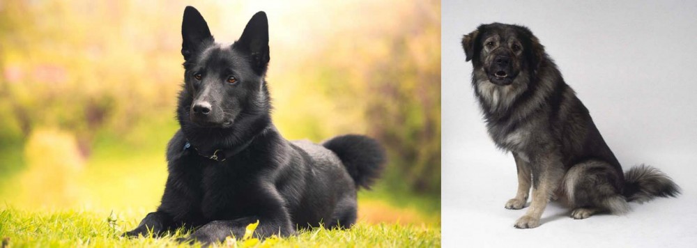 Istrian Sheepdog vs Black Norwegian Elkhound - Breed Comparison