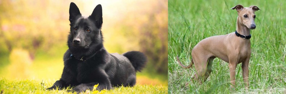 Italian Greyhound vs Black Norwegian Elkhound - Breed Comparison