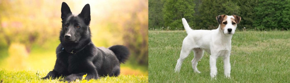 Jack Russell Terrier vs Black Norwegian Elkhound - Breed Comparison