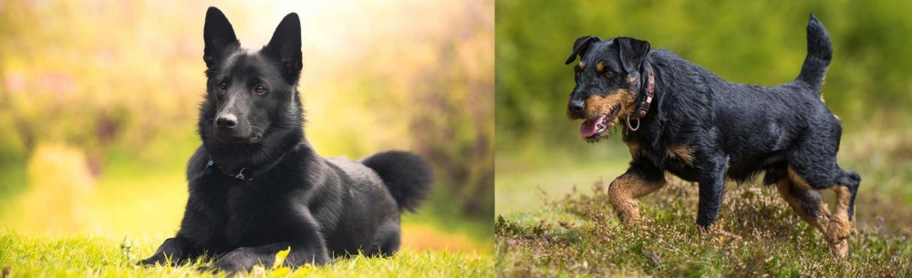 Jagdterrier vs Black Norwegian Elkhound - Breed Comparison