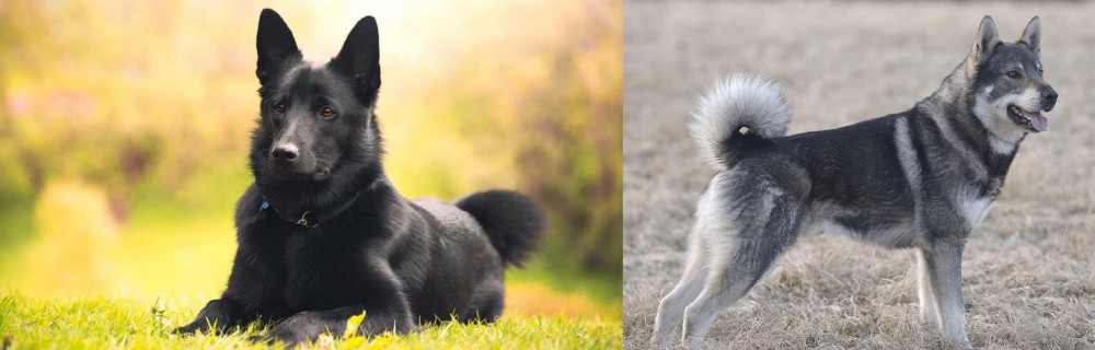 Jamthund vs Black Norwegian Elkhound - Breed Comparison