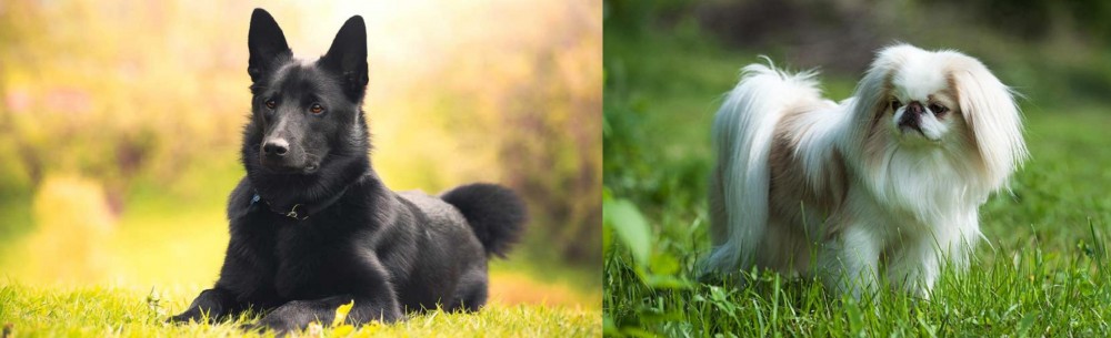 Japanese Chin vs Black Norwegian Elkhound - Breed Comparison