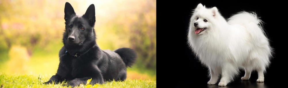 Japanese Spitz vs Black Norwegian Elkhound - Breed Comparison