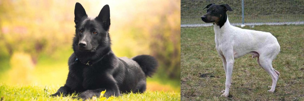 Japanese Terrier vs Black Norwegian Elkhound - Breed Comparison