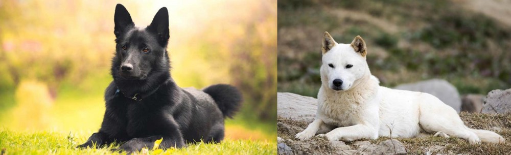 Jindo vs Black Norwegian Elkhound - Breed Comparison