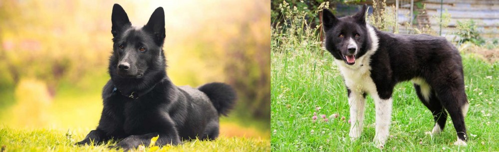 Karelian Bear Dog vs Black Norwegian Elkhound - Breed Comparison