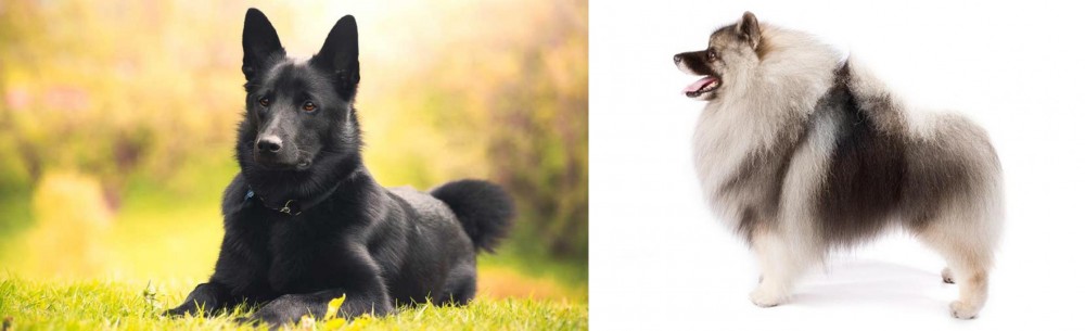 Keeshond vs Black Norwegian Elkhound - Breed Comparison