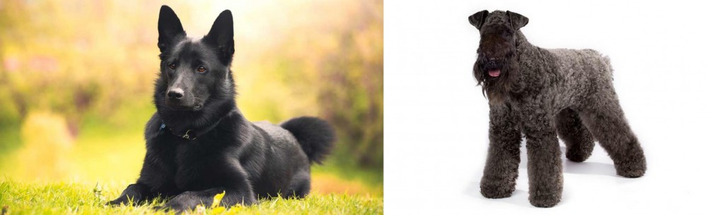 Kerry Blue Terrier vs Black Norwegian Elkhound - Breed Comparison