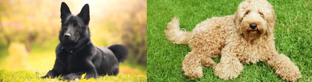 Labradoodle vs Black Norwegian Elkhound - Breed Comparison